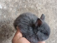 Orijinal Netherland Dwarf Yavru Tavşan