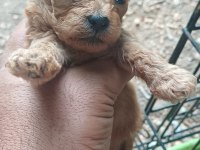 Maltipoo Bebeklerimiz