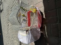 Bilezikli mutasyon yavru yapan çift 3000