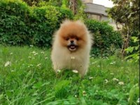Elit Patiler Farkıyla Pomeranian Yavrular