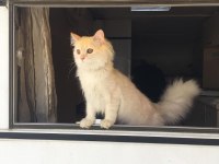 7 aylık erkek british longhair