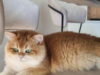 Safkan British Shorthair Yavrular