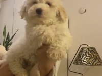 Erkek oyuncu maltipoo köpeğim