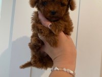 TEACUP RED BROWN DİŞİ TOY POODLE