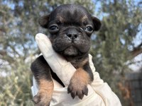 SAFKAN BEBEK FRENCH BULLDOGLAR