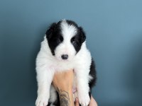 Border Collie Yavruları