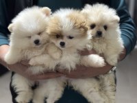 Ankranın en seçkin teddy face pomeranian yavruları