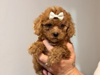 Minicik Toy Poodle Kızlar