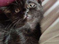 Kedimiz Puffy aile arıyor