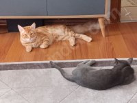 Maine Coon Ve Bengal Kırması Turuncu