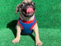 SAFKAN ORJİNAL DİŞİ VE ERKEK PUG MOPS YAVRULAR