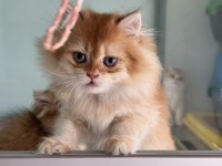 Show kalite golden longhair british yavrularımız