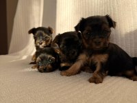 Teacup yorkshire terrier ev doğumlu yavrular