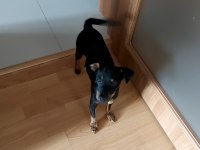 Safkan Pinscher Erkek
