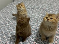 British Shorthair Yavrularımız