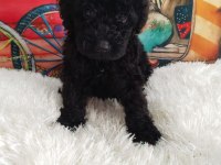BLACK POODLE