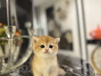 Brıtısh Shorthair Golden Yavrularım 