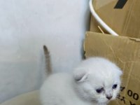 Scottish fold yavrular