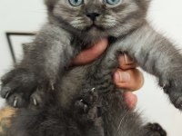 1 scottish fold ve 2 british longhair yavru kedilerim