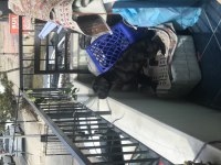 2 aylık cane corso