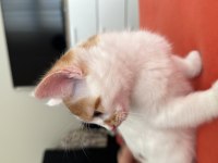 2.5 AYLIK ERKEK SARI BEYAZ TEKİR KEDİ YAVRUSU