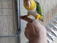 Alışkın Erkek Caique Papağanımız
