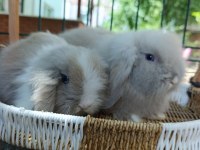 Hollanda teddy lop tavşanı yavrular 35 47 günlükler