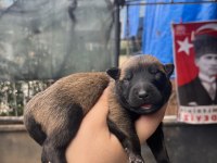 Safkan Malinois Yavruları
