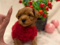 TATLI MALTİPOO KÖPEKLER