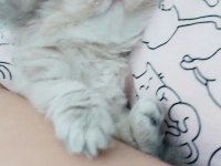 Safkan şecereli anne babadan british longhair prenses