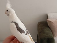 Ele alışkın erkek sultan papağanı