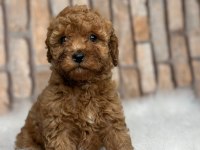 İstanbul Köpek Çiftliği Her Boy Toy Poodle Yavrular
