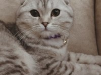 GÖZ BEBEĞİ SCOTTİSH FOLD KEDİMİZ