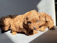 KORE RED BROWN TOY POODLE
