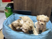 Maltipoo 2 aylık bebekler