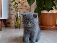 3 Aylık British Shorthair Yavru