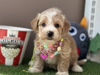 Maltipoo ruhsatlı çiftlikten garantili yavrular