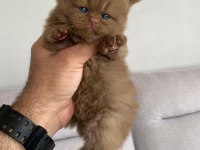 Cinnamon Bebek Özel Irk Kedimiz