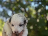 Üreticiden Safkan Border Collie