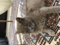 British longhair kedimiz