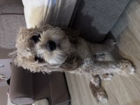 Tarçın maltipoo kızım 1 yaşında