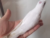 Albino sultan papağanı yavrular yeme düştü