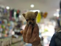 Bardak boy teacup minnak şivava yavrular