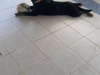 Rottweiler