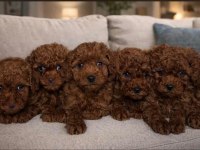 Toy poodle ev ortamında yavrular