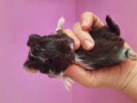 Safkan sheltie ginepig yavrumuz
