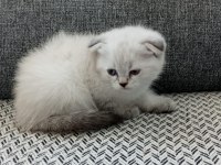 Şekerpare scottish fold