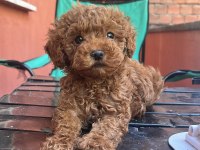 4 Aylik Erkek Poodle