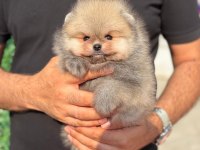 Pomeranian orange yavrumuz teacup