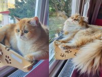 Secereli British Longhair Yavrularımız